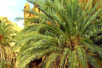 Tozeur, Oasis , sustainable, youth ,  oasis trash,